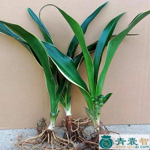 万年杉的性味归经以及功效用法和注意事项-青囊智