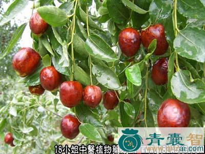 中药材万年枣图片