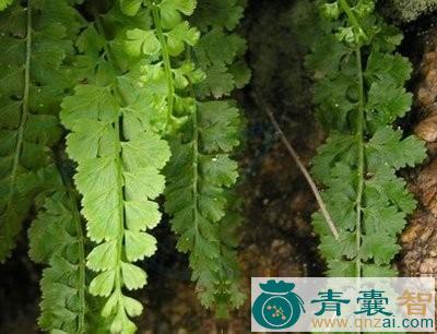 中药材万年柏图片
