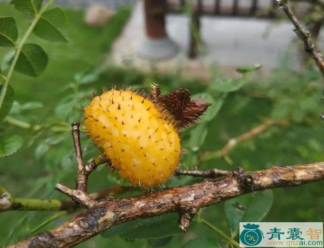 中药材万年桃图片