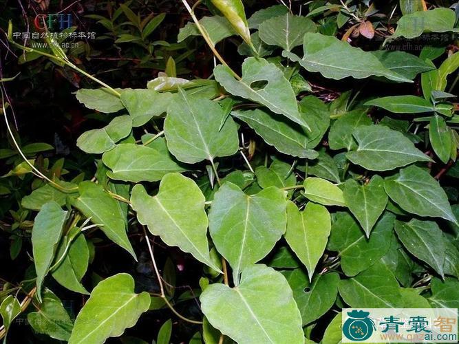 中药材万年藤图片