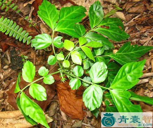 中药材万年青矮陀陀图片