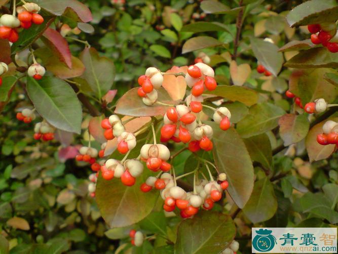中药材万年青花图片