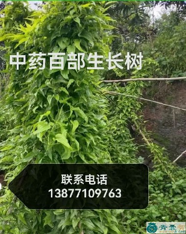 万斤的性状性味归经以及功效用法-青囊智