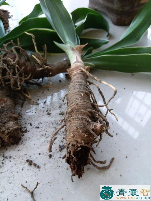 中药材万根草图片