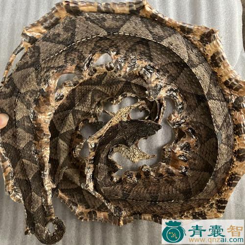 中药材万蛇图片