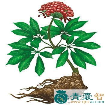 中药材三七草图片