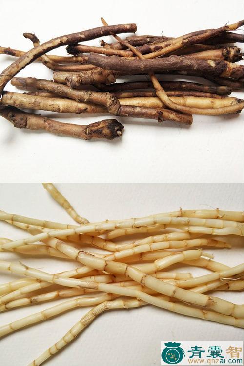 三两根的性味归经以及功效用法-青囊智
