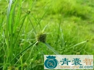 中药材三人扛珠图片