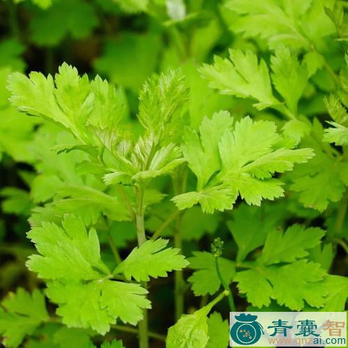 中药材三兄弟图片