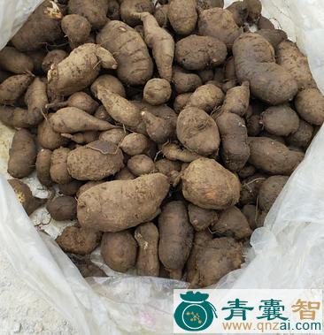 中药材三匹叶图片