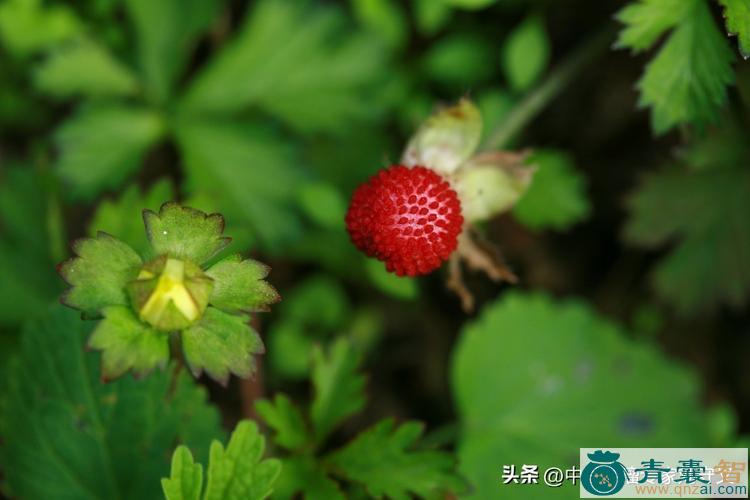 中药材三匹风图片