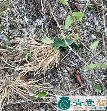 中药材三十六荡图片