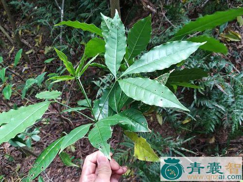 中药材三叉枪图片