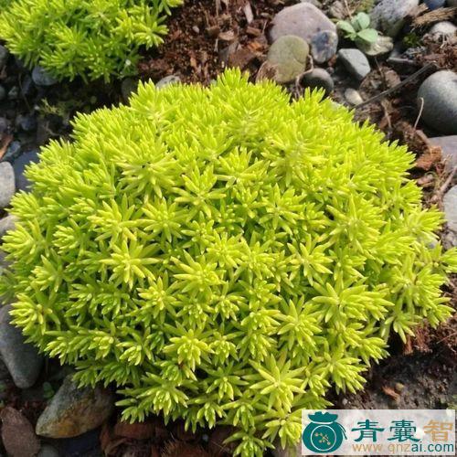 三叶佛甲草的性状性味归经以及功效用法和注意事项-青囊智