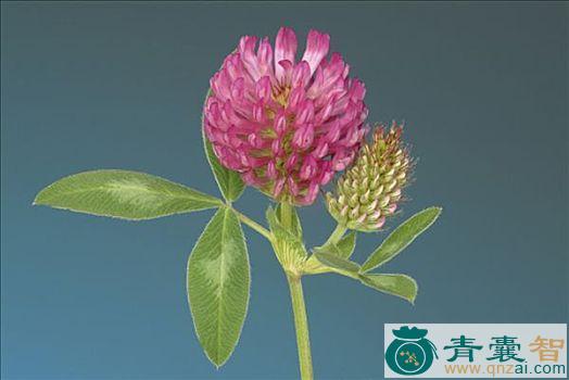 三叶红的性味归经以及功效用法-青囊智
