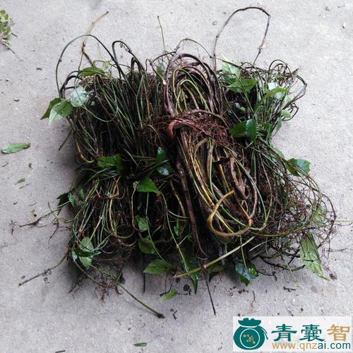 三叶老的性状性味归经以及功效用法和注意事项-青囊智
