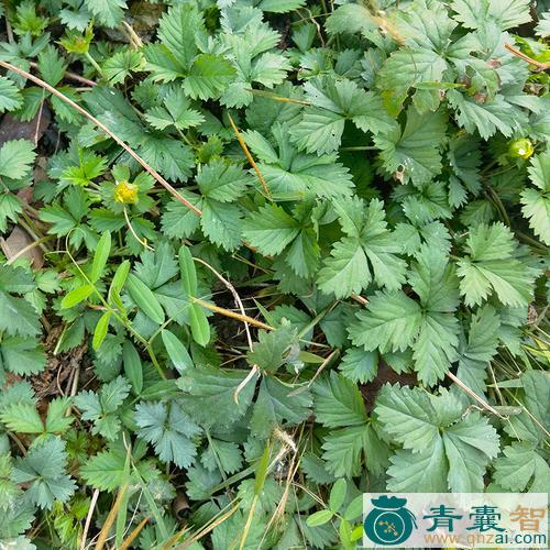 中药材三叶蛇莓图片