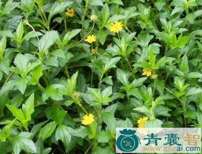 中药材三叶金锦香图片