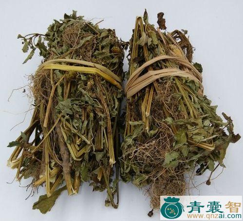 中药材三叶鬼针草图片