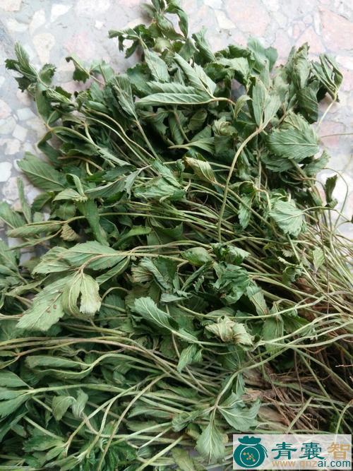 三夹莲的性味归经以及功效用法和注意事项-青囊智