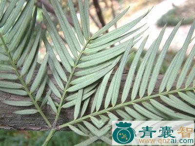 三尖杉根的性味归经以及功效用法-青囊智