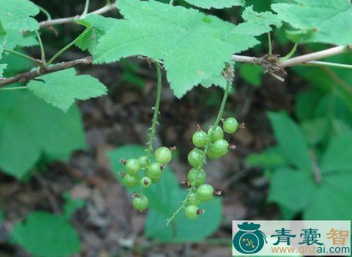 中药材三月藨根图片