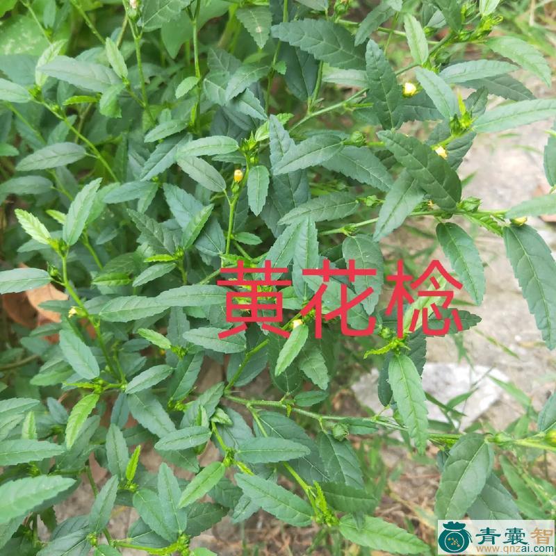 中药材三月黄花图片