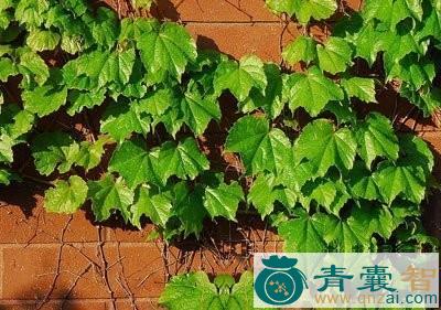 中药材三爪金龙图片