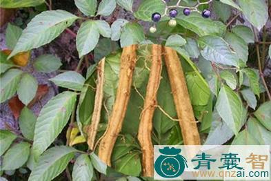 中药材三爪龙图片
