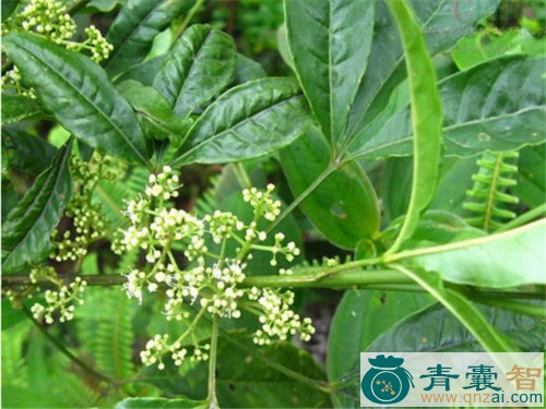 中药材三羽叉蕨图片