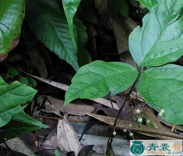 中药材三节两梗图片