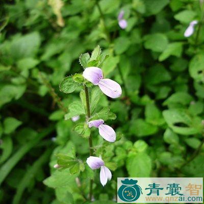 中药材三花枪刀药图片