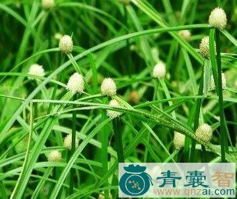 三荚草的性状性味归经以及功效用法-青囊智