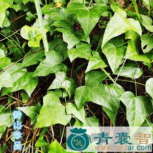 中药材三角藤图片