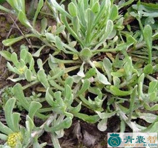 中药材三轮蒿图片