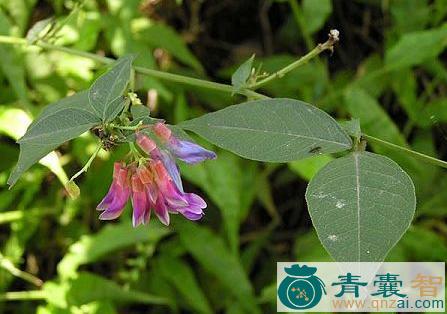 三铃子的性味归经以及功效用法-青囊智