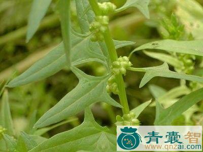 中药材三面刀图片