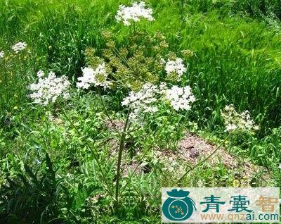 三齿粉藜的性味归经以及功效用法-青囊智