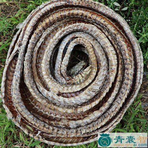 中药材上木蛇图片