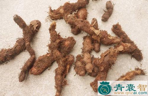 中药材上树猢狲图片