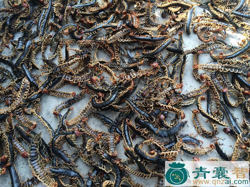 中药材上树蜈蚣图片
