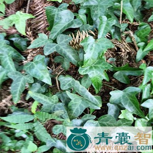 中药材上树风图片