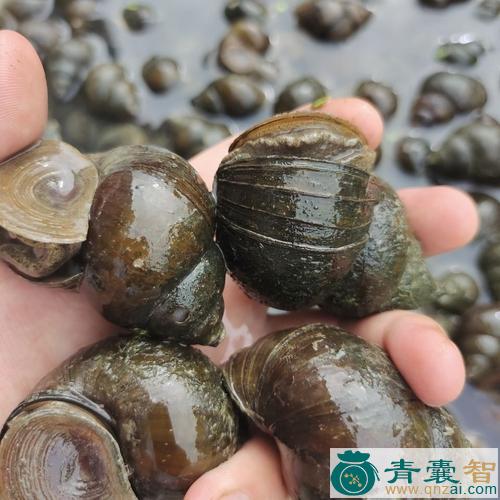 中药材上石田螺图片