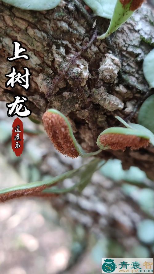 中药材上竹龙图片