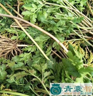 中药材下草图片