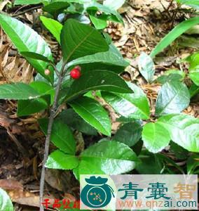 不出林林的性状性味归经以及功效用法和注意事项-青囊智