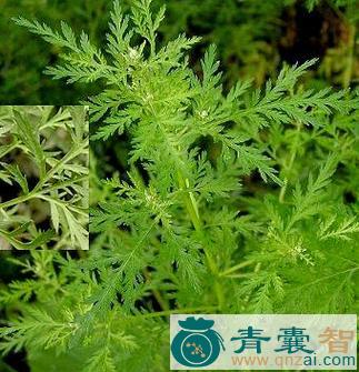 中药材东北蛔蒿图片