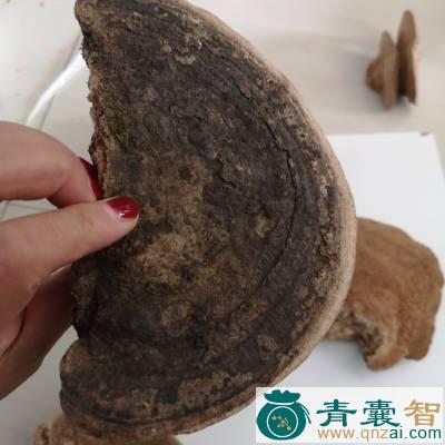 中药材东方宿图片