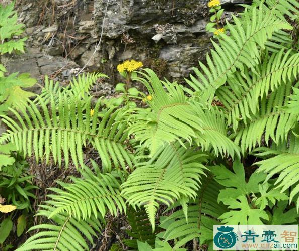 中药材东方荚果蕨图片